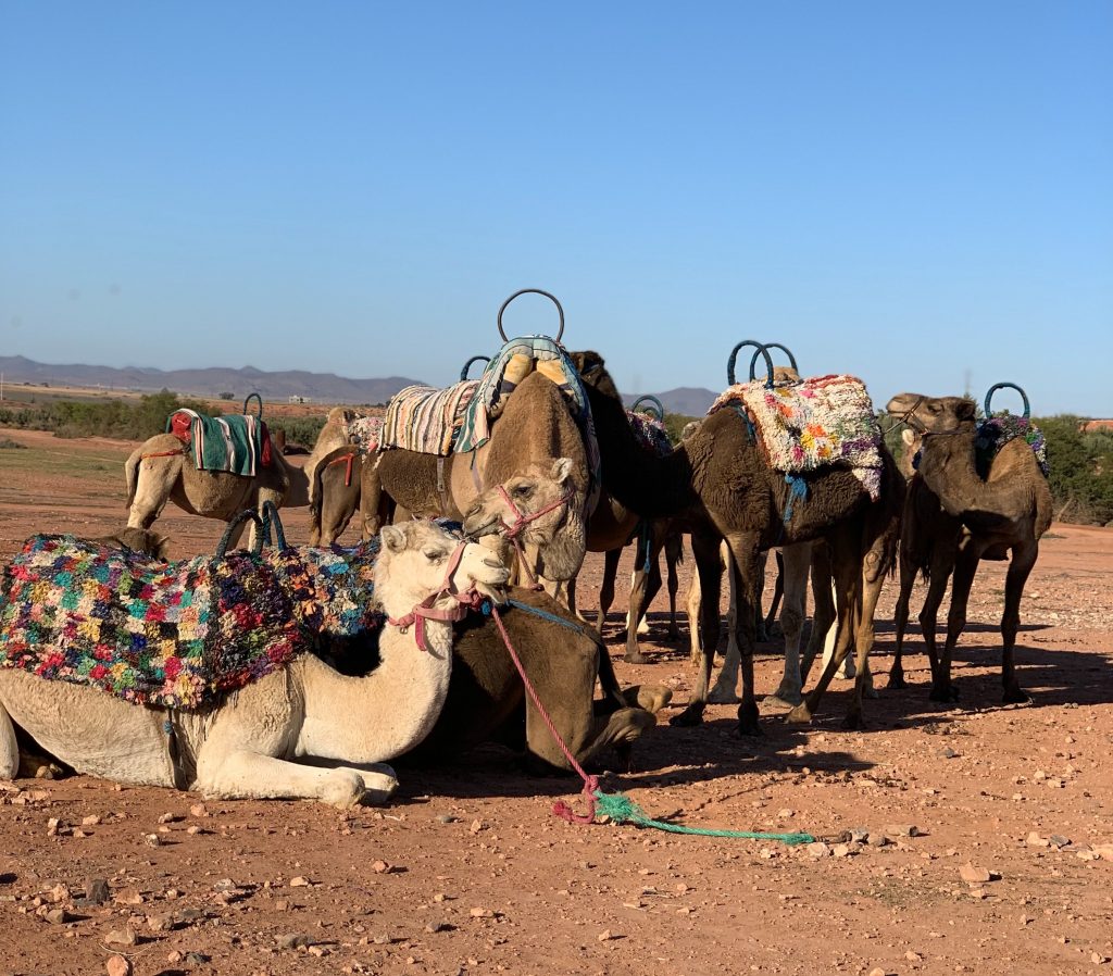 Excursión en dromedario por el desierto de Marrakech