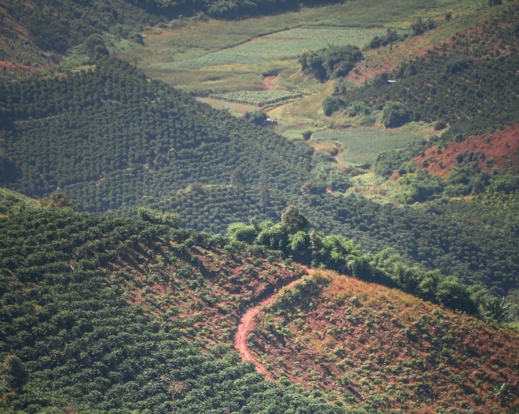 cultivo arboles cafe en vietnam vista paisaje