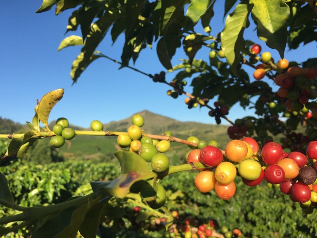 paisaje mejores cultivos cafe en brasil