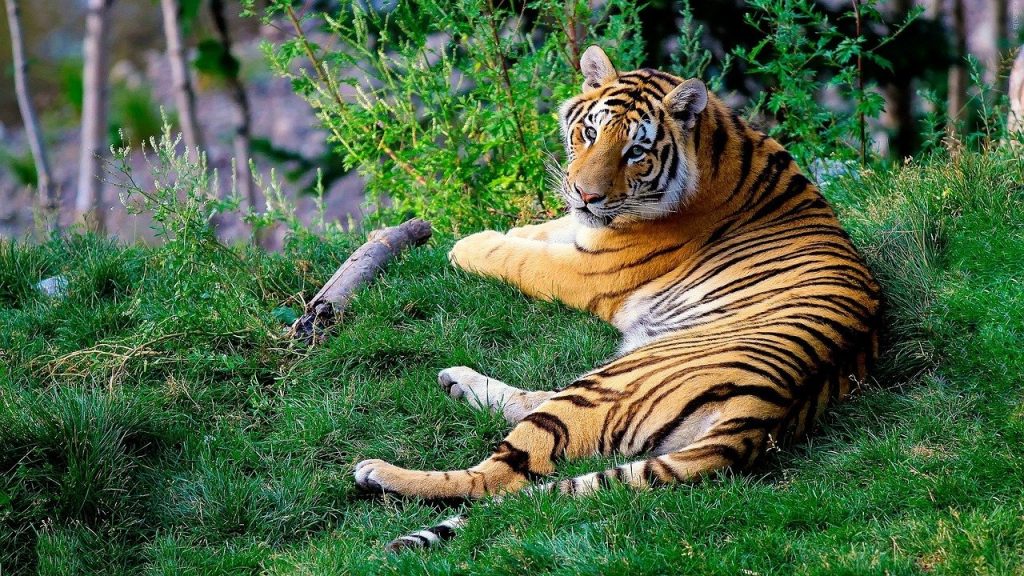 ver tigre de bengala en parque de la india