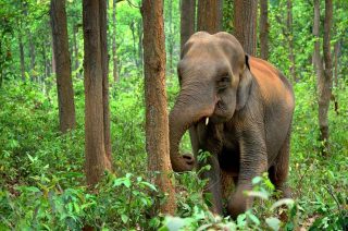 que ver en la india elefantes monumentos y parques